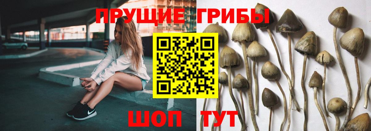 Псилоцибиновые грибы Psilocybine cubensis Гудермес